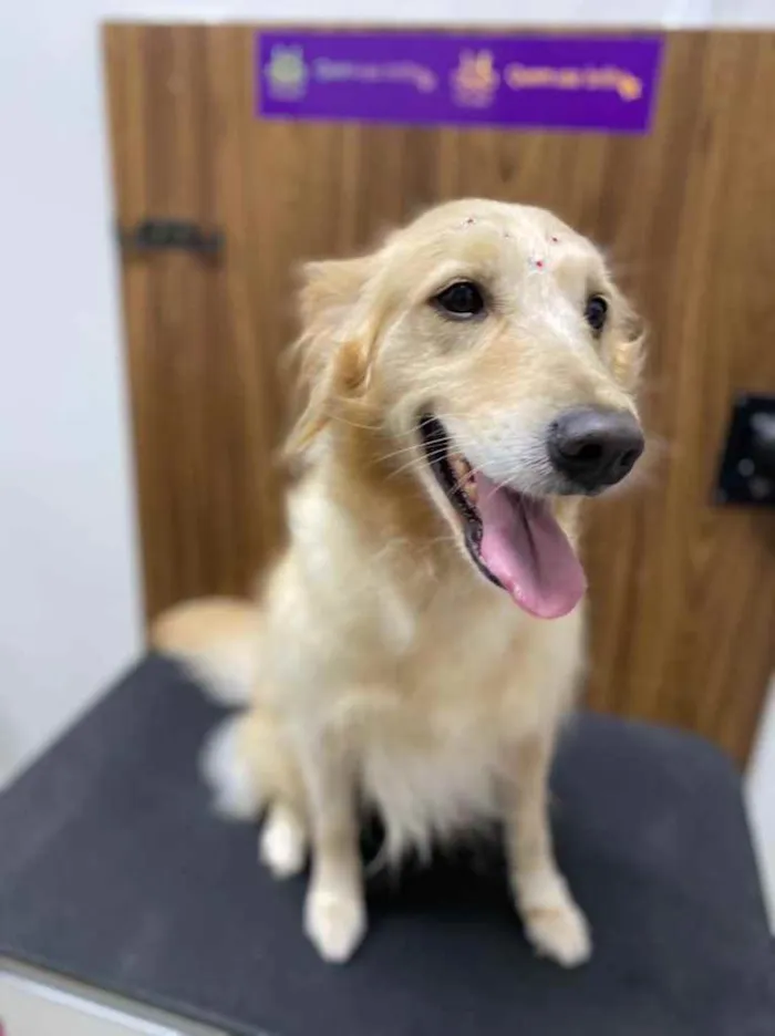 Cachorro ra a Golden Retriever  idade 5 anos nome Mel