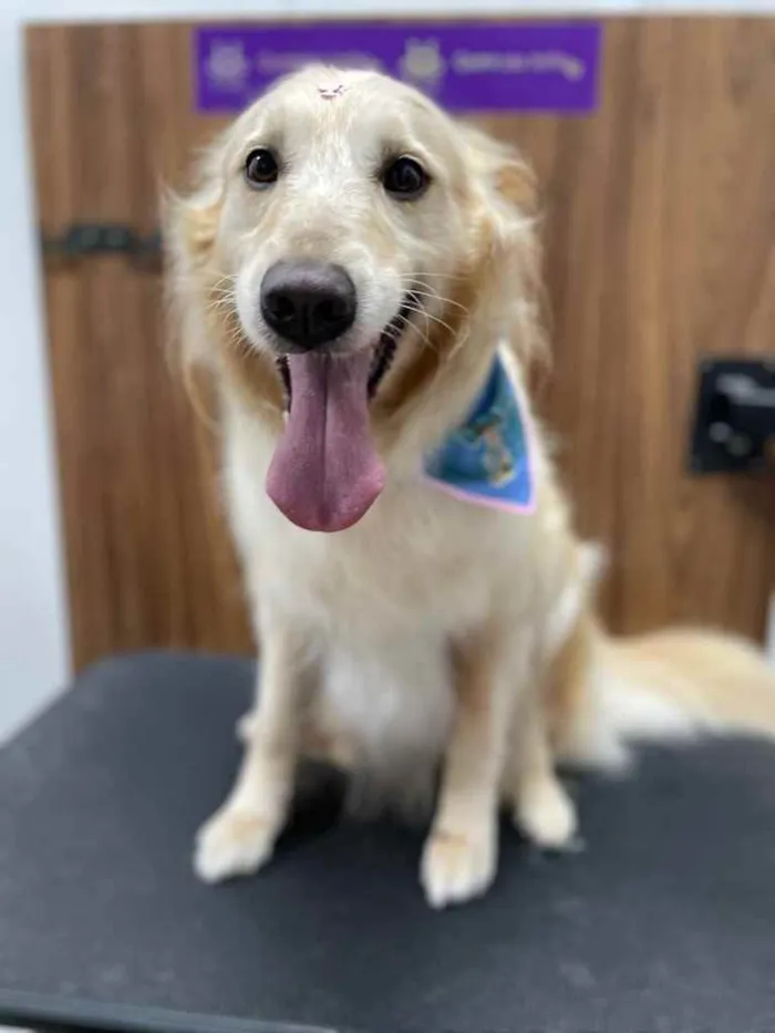 Cachorro ra a Golden Retriever  idade 5 anos nome Mel