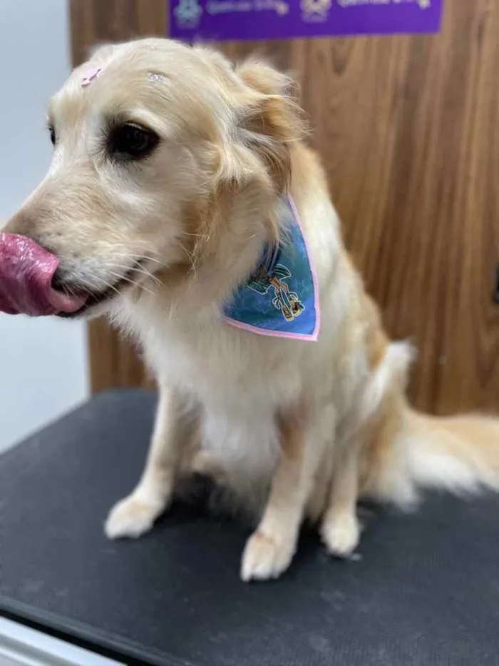 Cachorro ra a Golden Retriever  idade 5 anos nome Mel