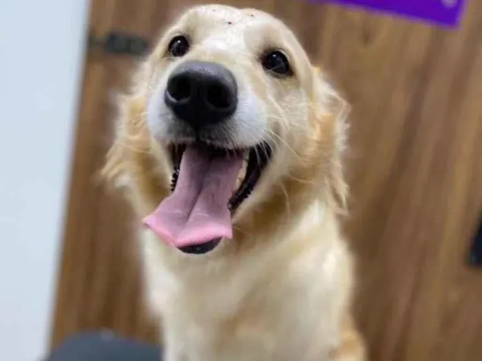 Cachorro ra a Golden Retriever  idade 5 anos nome Mel
