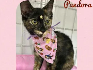 Gato raça SRD  idade 2 a 6 meses nome Pandora 