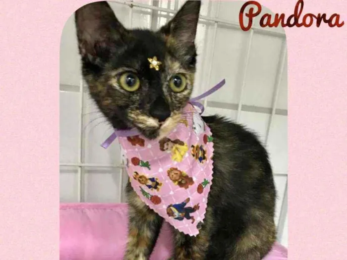 Gato raça SRD  idade 2 a 6 meses nome Pandora 