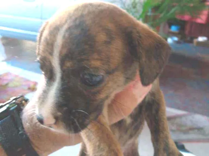 Cachorro ra a Não definida idade 2 a 6 meses nome Cachorro