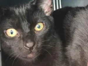 Gato raça SRD idade 2 a 6 meses nome Robin