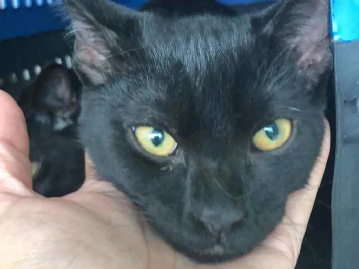 Gato raça Srd idade 2 a 6 meses nome ROY