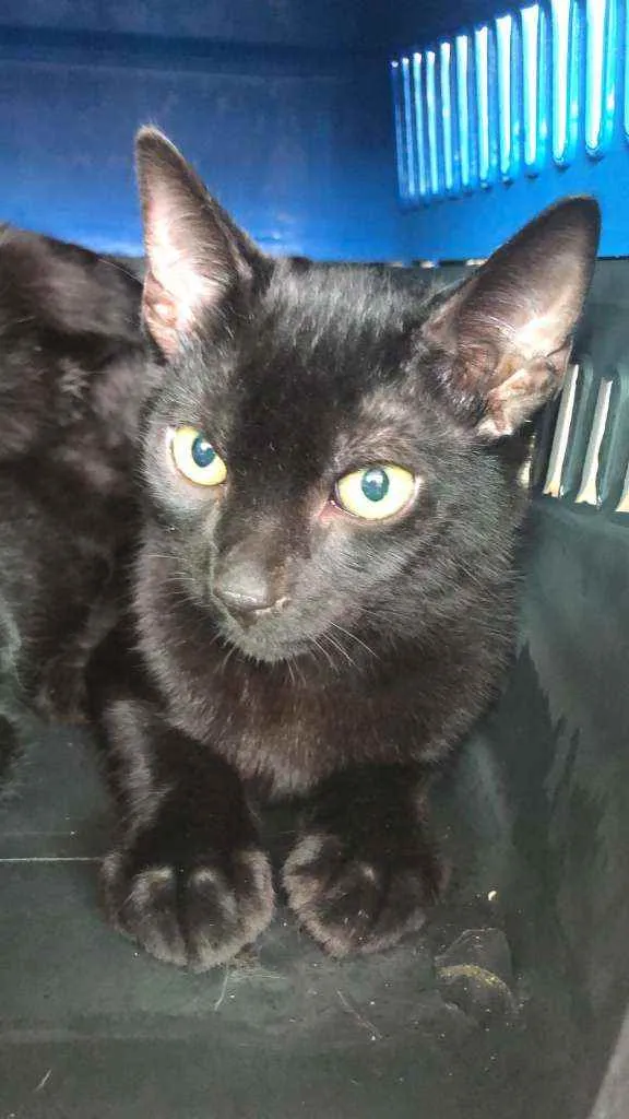 Gato raça Srd idade 2 a 6 meses nome RAY