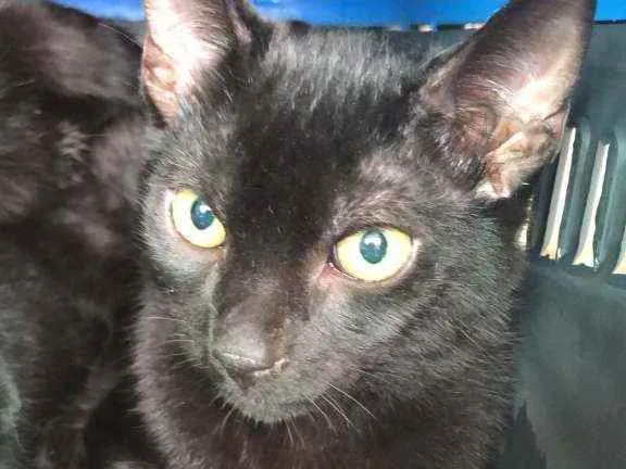 Gato raça Srd idade 2 a 6 meses nome RAY