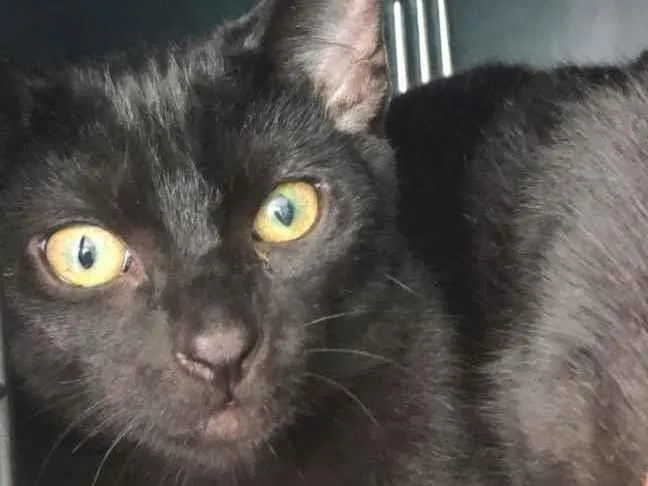 Gato raça SRD idade 2 a 6 meses nome Robin