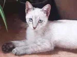 Gato raça SRD idade Abaixo de 2 meses nome Tita