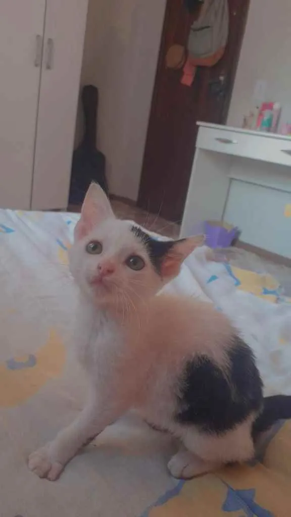 Gato ra a Misturinha de angora idade Abaixo de 2 meses nome Sem nome 