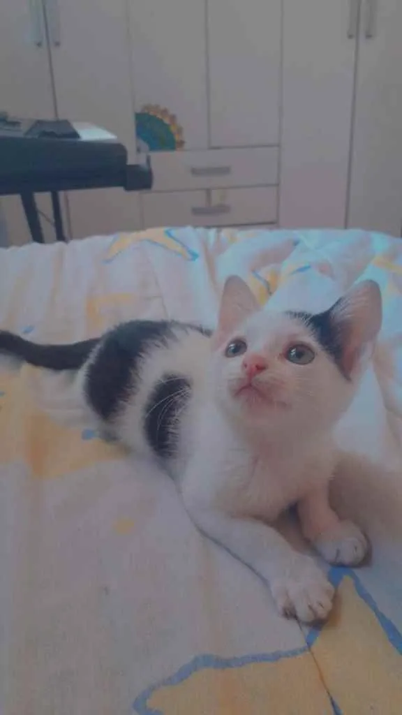 Gato ra a Misturinha de angora idade Abaixo de 2 meses nome Sem nome 