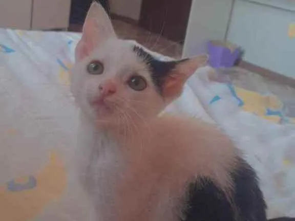 Gato ra a Misturinha de angora idade Abaixo de 2 meses nome Sem nome 