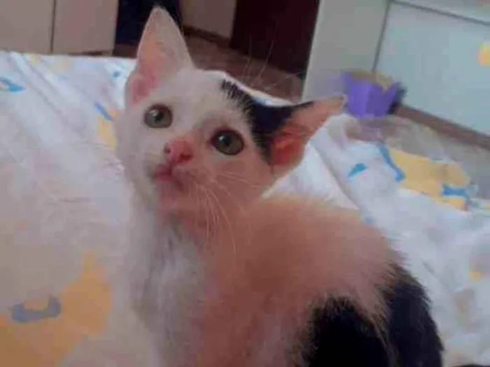 Gato ra a Misturinha de angora idade Abaixo de 2 meses nome Sem nome 