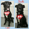 Cachorro raça SRD  idade 1 ano nome Sushi 
