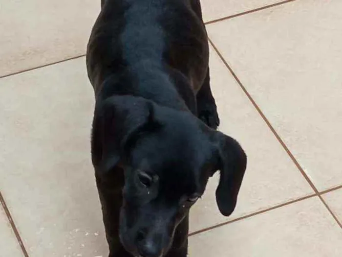 Cachorro ra a Labradora mista idade 7 a 11 meses nome Julie