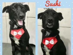 Cachorro raça SRD  idade 1 ano nome Sushi 