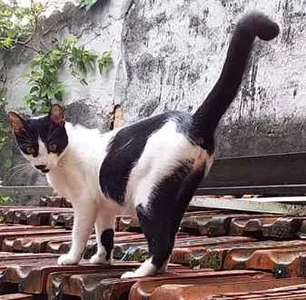 Gato ra a Sem raça idade  nome Não sei