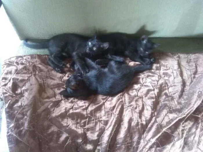 Gato raça sem raça idade 2 a 6 meses nome semnome
