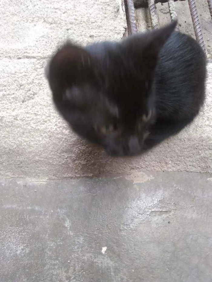 Gato raça sem raça idade 2 a 6 meses nome semnome