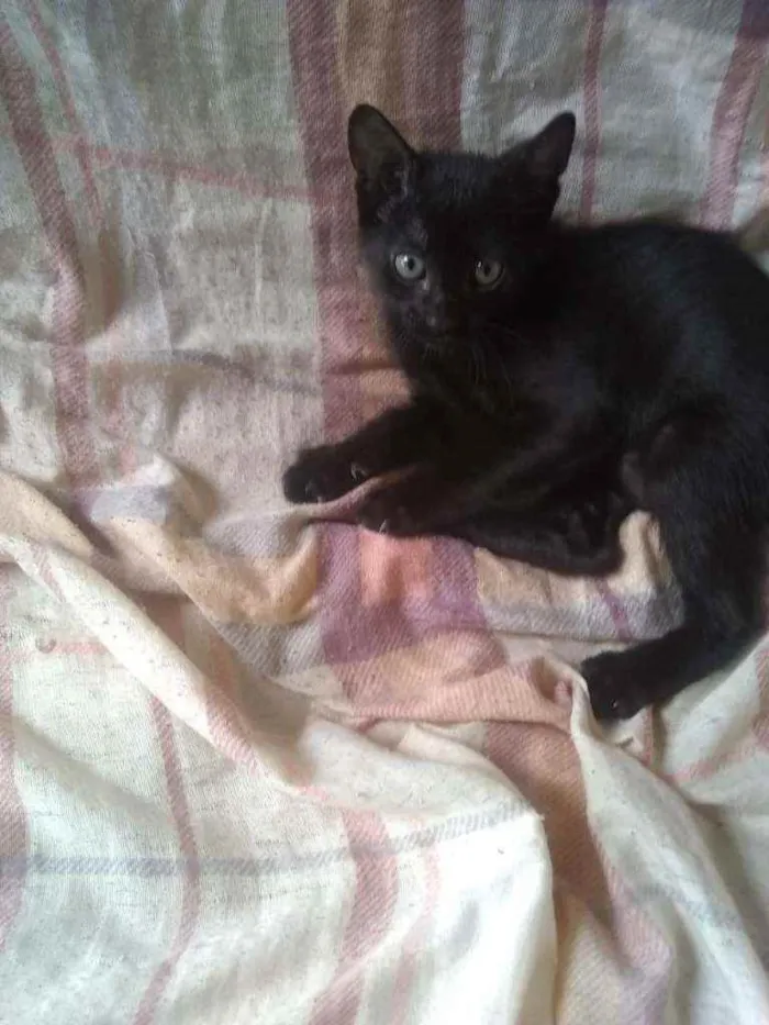 Gato raça sem raça idade 2 a 6 meses nome semnome