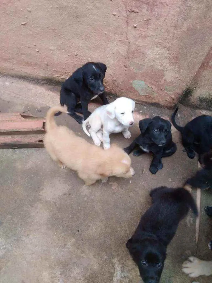 Cachorro ra a mestiço a labrador idade Abaixo de 2 meses nome filhote