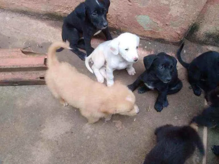 Cachorro ra a mestiço a labrador idade Abaixo de 2 meses nome filhote