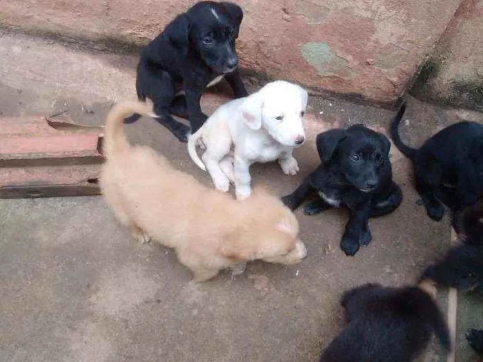 Cachorro ra a mestiço a labrador idade Abaixo de 2 meses nome filhote