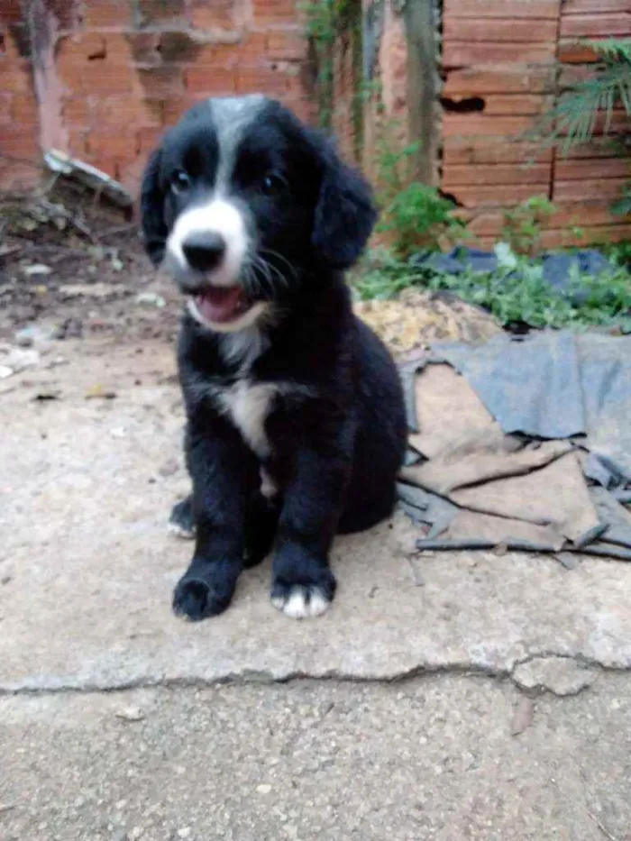 Cachorro ra a mestiço a labrador idade 2 a 6 meses nome filhote