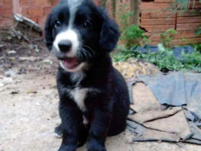 Cachorro ra a mestiço a labrador idade 2 a 6 meses nome filhote