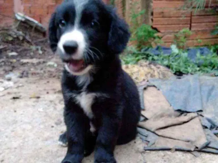 Cachorro ra a mestiço a labrador idade 2 a 6 meses nome filhote