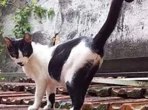Gato raça Sem raça idade  nome Não sei