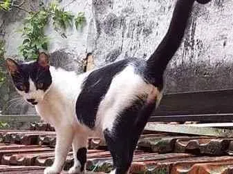 Gato ra a Sem raça idade  nome Não sei