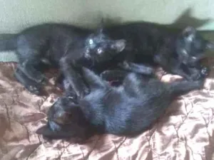 Gato raça sem raça idade 2 a 6 meses nome semnome