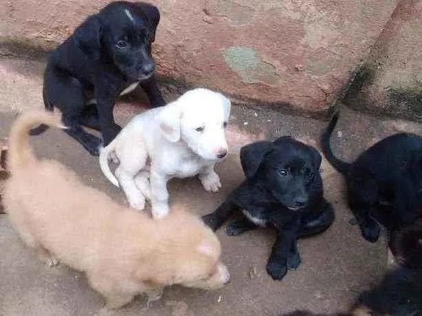 Cachorro ra a mestiço a labrador idade Abaixo de 2 meses nome filhote