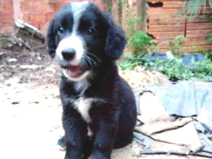 Cachorro ra a mestiço a labrador idade 2 a 6 meses nome filhote