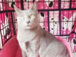 Gato raça Srd  idade 1 ano nome Brigitte 