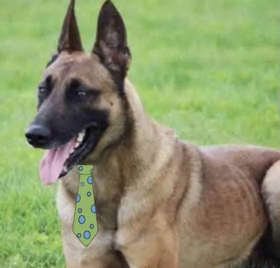 Cachorro ra a Pastor Belga  idade 1 ano nome Dudu 