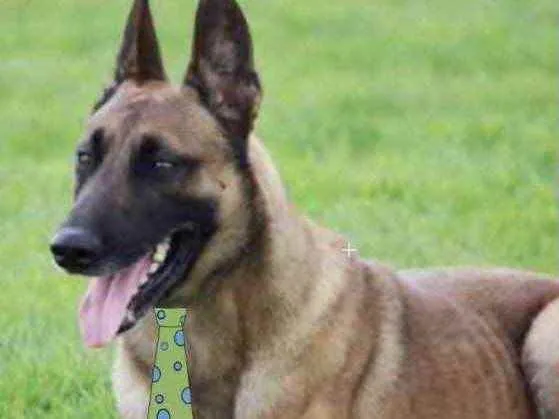 Cachorro ra a Pastor Belga  idade 1 ano nome Dudu 