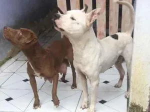 Cachorro raça Pitbull idade 3 anos nome Eros e Lisa