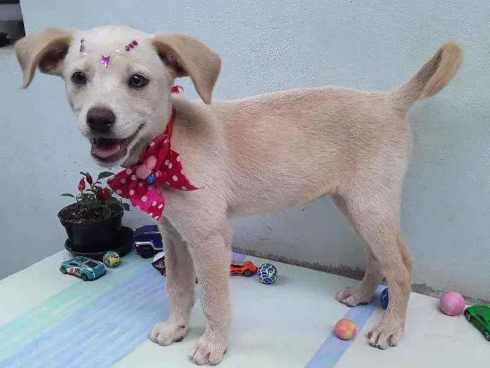 Cachorro ra a SRD idade 2 a 6 meses nome Sem Nome 1 Fêmea