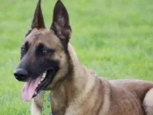 Cachorro raça Pastor Belga  idade 1 ano nome Dudu 