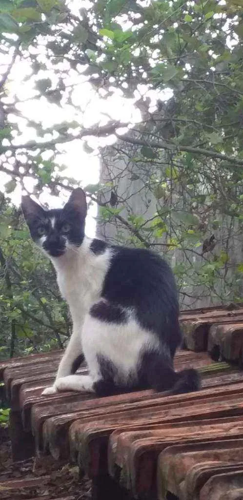 Gato ra a Não tem idade  nome Não tem