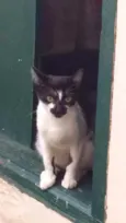 Não tem