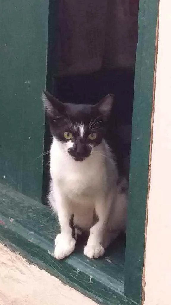 Gato ra a Não tem idade  nome Não tem