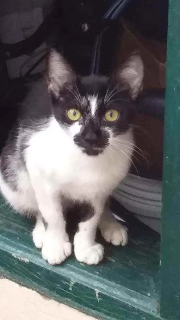 Gato ra a Não tem idade  nome Não tem