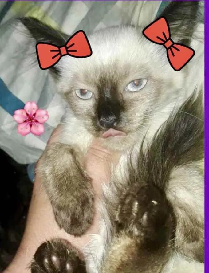 Gato raça Siames  idade 2 a 6 meses nome Nanny bebê linda 