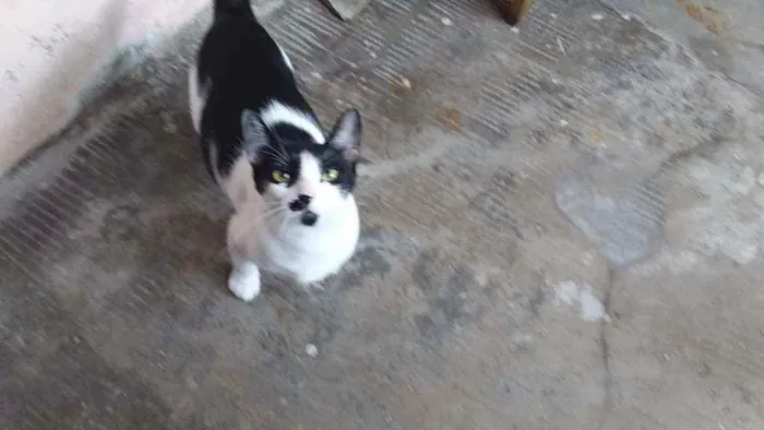 Gato ra a Sem raça idade  nome Não sei