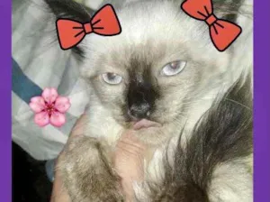 Gato raça Siames  idade 2 a 6 meses nome Nanny bebê linda 