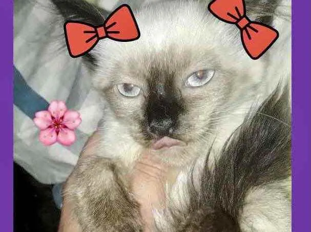 Gato raça Siames  idade 2 a 6 meses nome Nanny bebê linda 