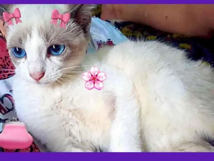 Gato raça Srd idade 2 a 6 meses nome Meg bb Linda 